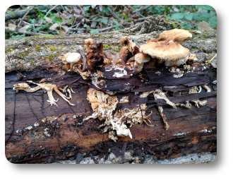 champignon